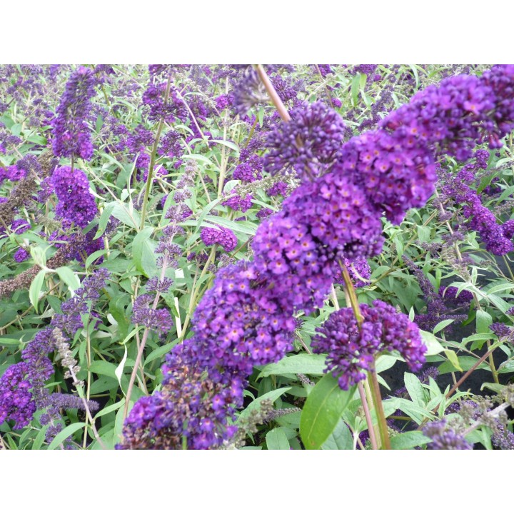 Sommerflieder 'Black Knight' 60–100 cm kaufen