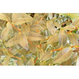 Duftblüte (Osmanthus × burkwoodii) 60–80 cm kaufen