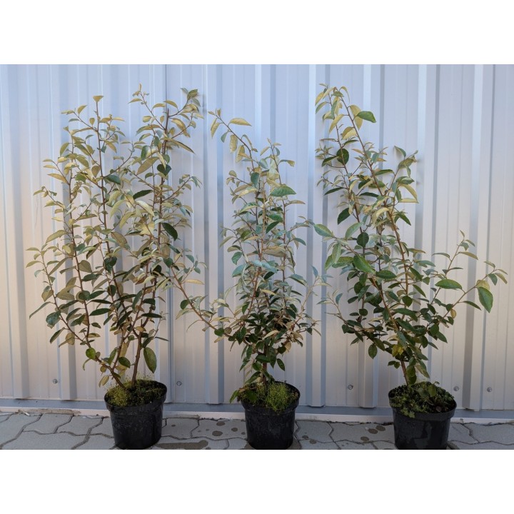 Duftblüte (Osmanthus × burkwoodii) 60–80 cm kaufen