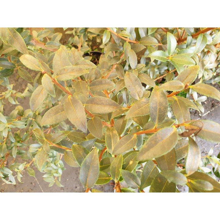 Duftblüte (Osmanthus × burkwoodii) 60–80 cm kaufen