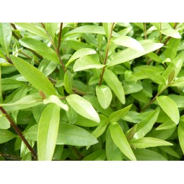 Zwergliguster 'Lodense' 40–60 cm kaufen