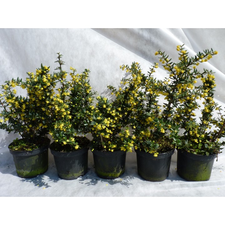 Silber-Berberitze 'frikartii' Verrucandi, 30-40 cm