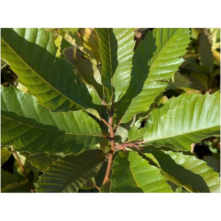 Esskastanie (Castanea sativa) 40–60 cm kaufen