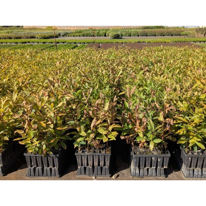 Esskastanie (Castanea sativa) 40–60 cm kaufen
