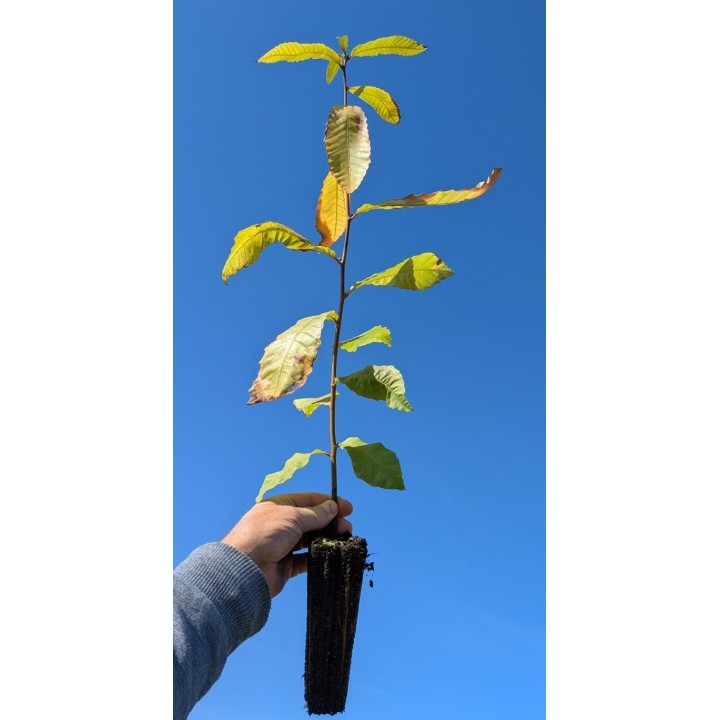 Esskastanie (Castanea sativa) 40–60 cm kaufen