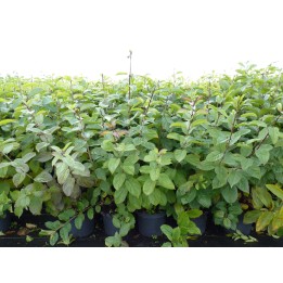 Kreuzdorn (Rhamnus cathartica) 50–80 cm kaufen