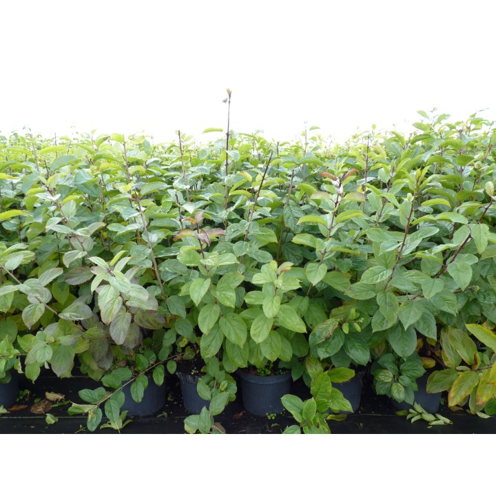 Kreuzdorn (Rhamnus cathartica) 50–80 cm kaufen