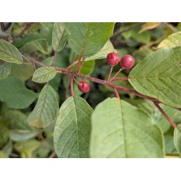 Faulbaum (Frangula alnus) 50–80 cm kaufen | heckenpflanzen24