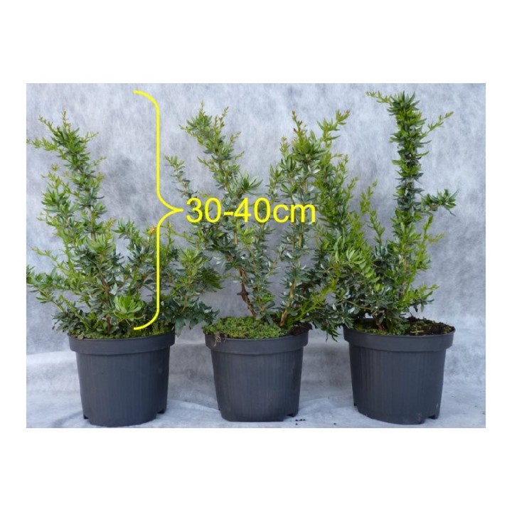 Silber-Berberitze 'frikartii' Verrucandi, 30-40 cm