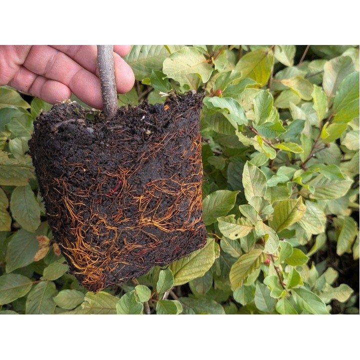 Faulbaum (Frangula alnus) 50–80 cm kaufen | heckenpflanzen24