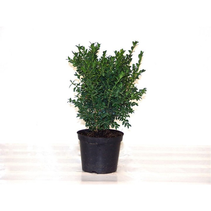 Buchsbaum (Buxus sempervirens) 15–60 cm kaufen