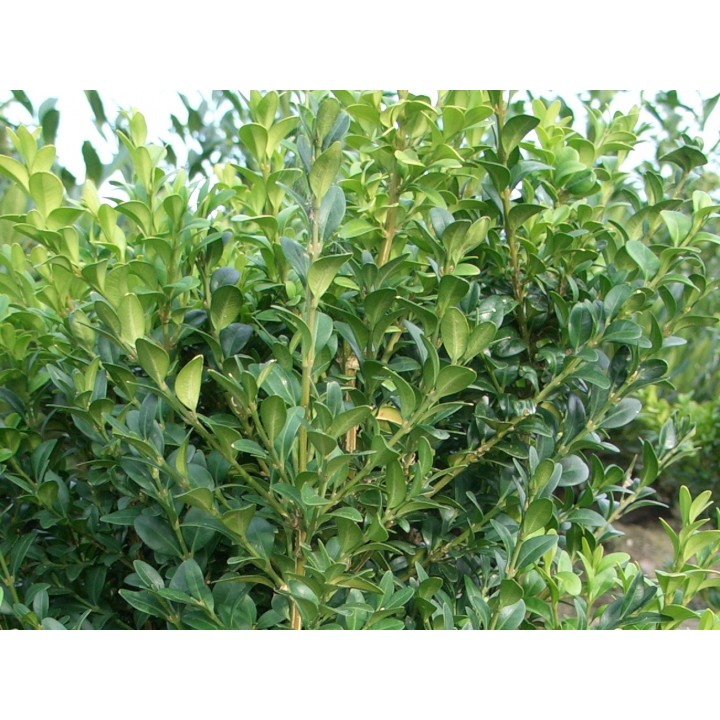 Buchsbaum (Buxus sempervirens) 15–60 cm kaufen