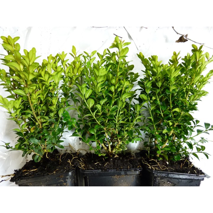 Buchsbaum (Buxus sempervirens) 15–60 cm kaufen