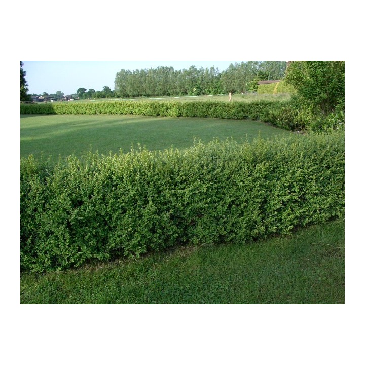 Buchsbaum (Buxus sempervirens) 15–60 cm kaufen