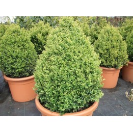 Buxus (Buchsbaum) im Container