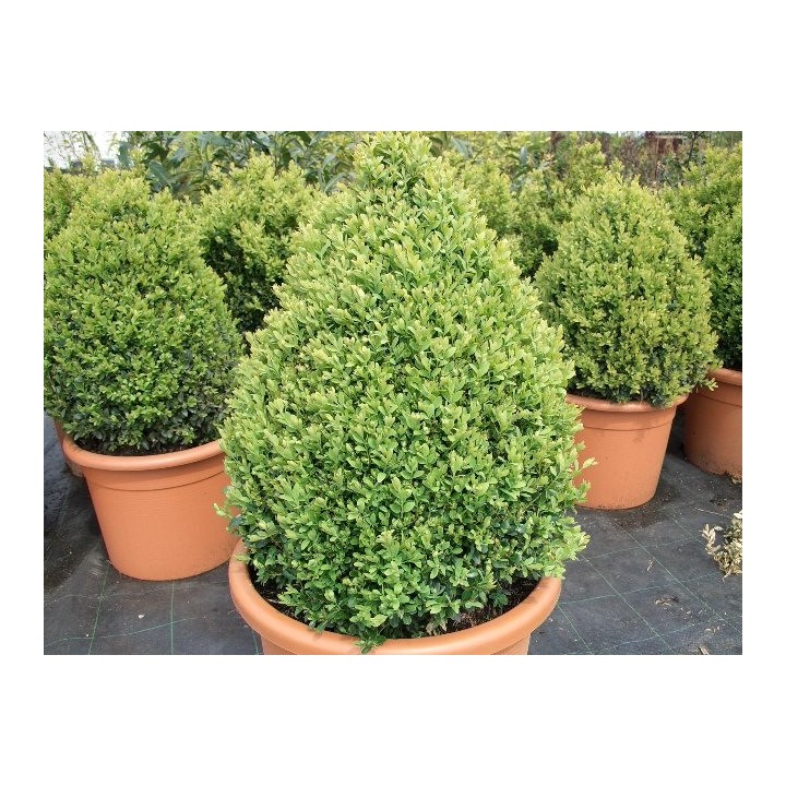 Buxus (Buchsbaum) im Container