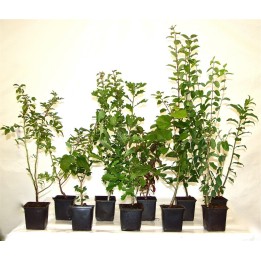 Wilder Wein 'Veitchii' 60–100 cm kaufen