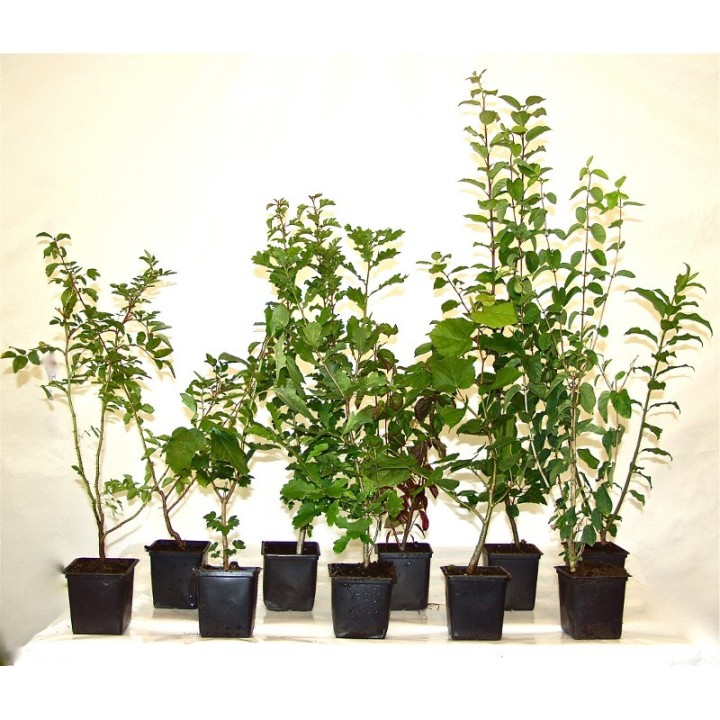 Wilder Wein 'Veitchii' 60–100 cm kaufen
