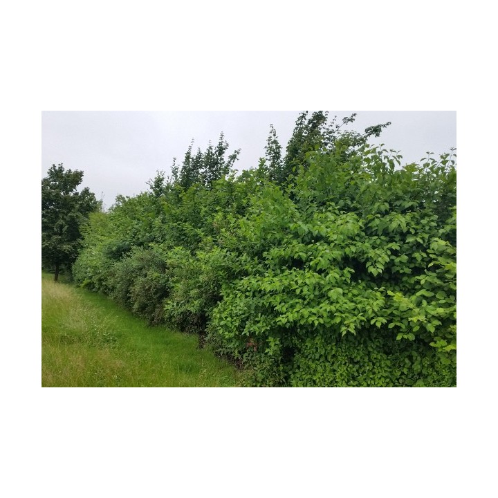 Wilder Wein 'Veitchii' 60–100 cm kaufen