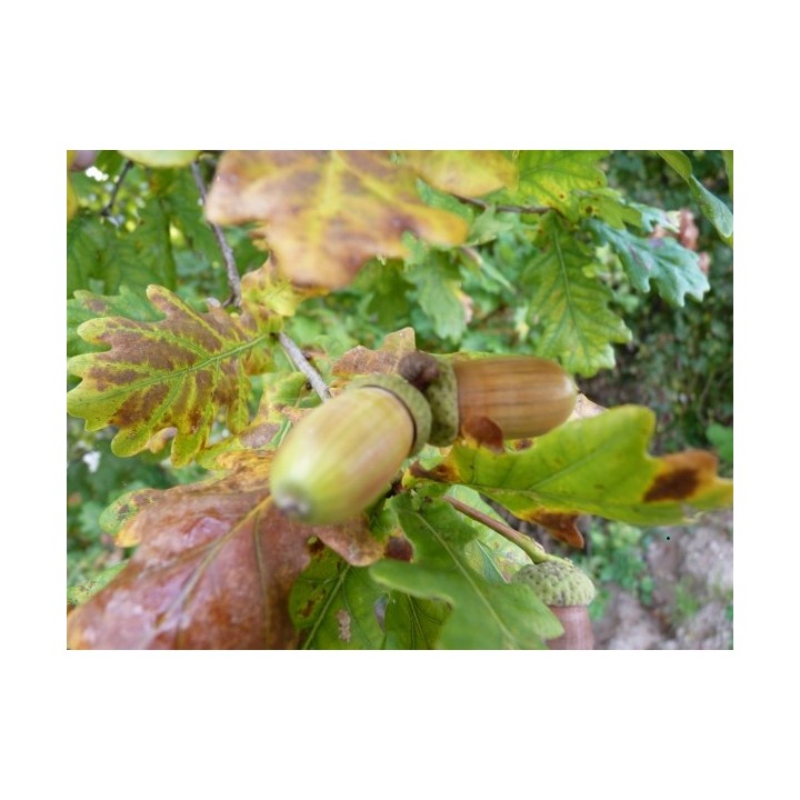 Wilder Wein 'Veitchii' 60–100 cm kaufen