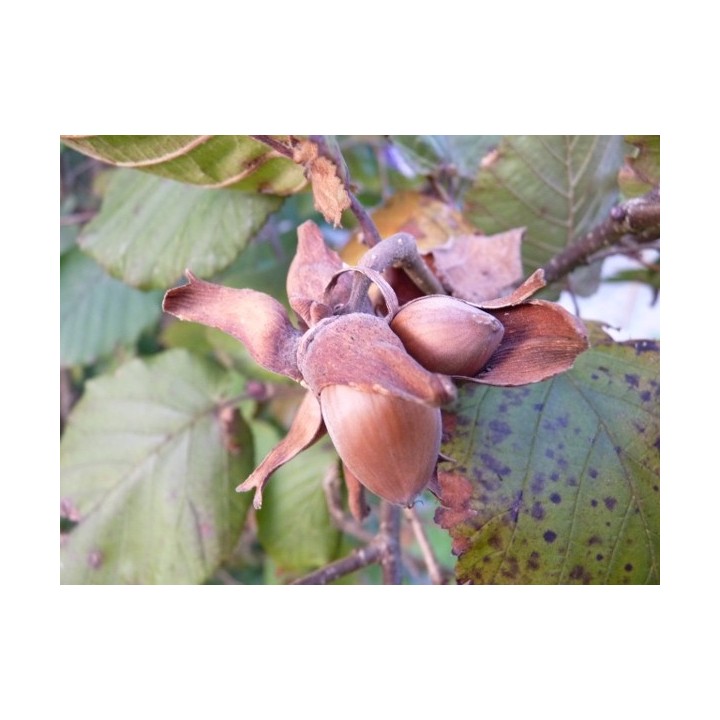 Wilder Wein 'Veitchii' 60–100 cm kaufen