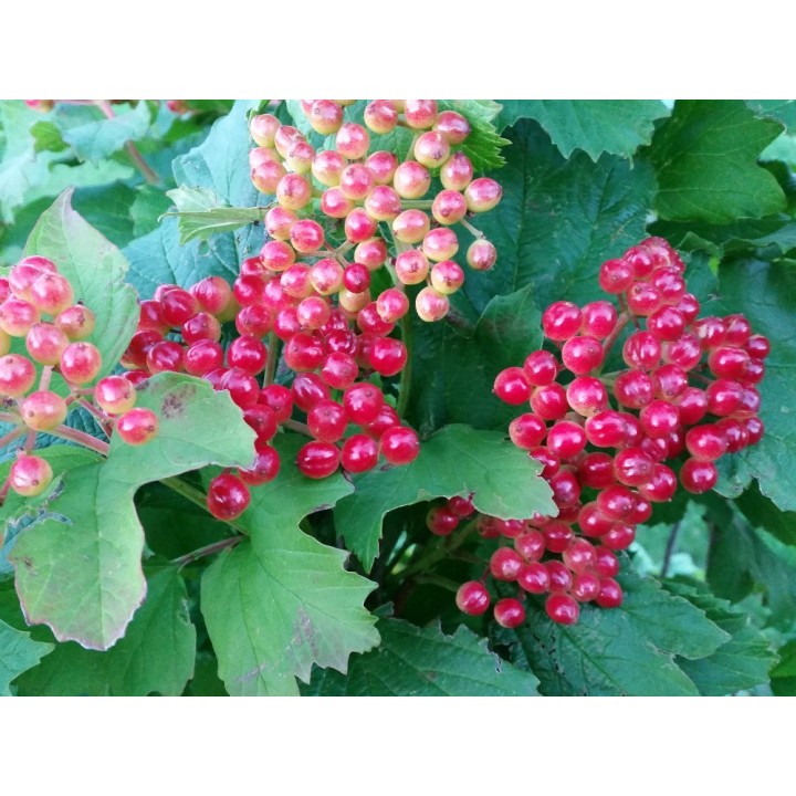 Wilder Wein 'Veitchii' 60–100 cm kaufen