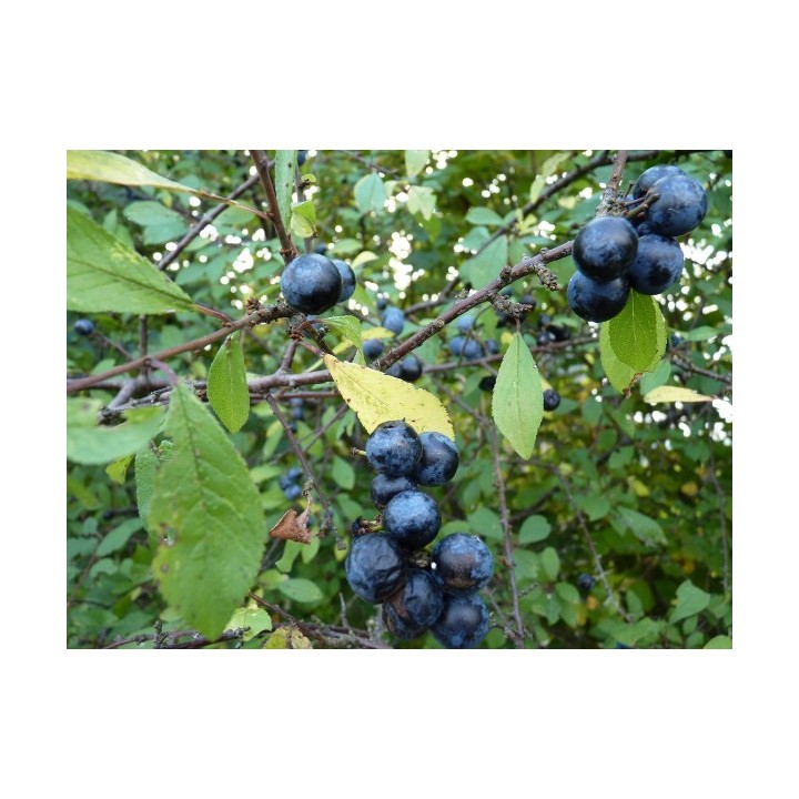 Wilder Wein 'Veitchii' 60–100 cm kaufen