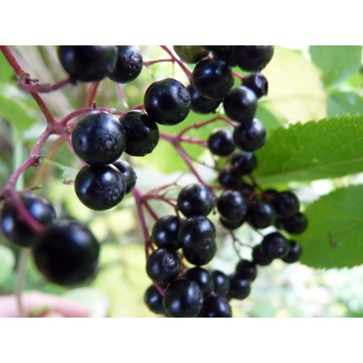 Wilder Wein 'Veitchii' 60–100 cm kaufen