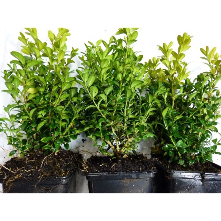Buxus (Buchsbaum) im Container