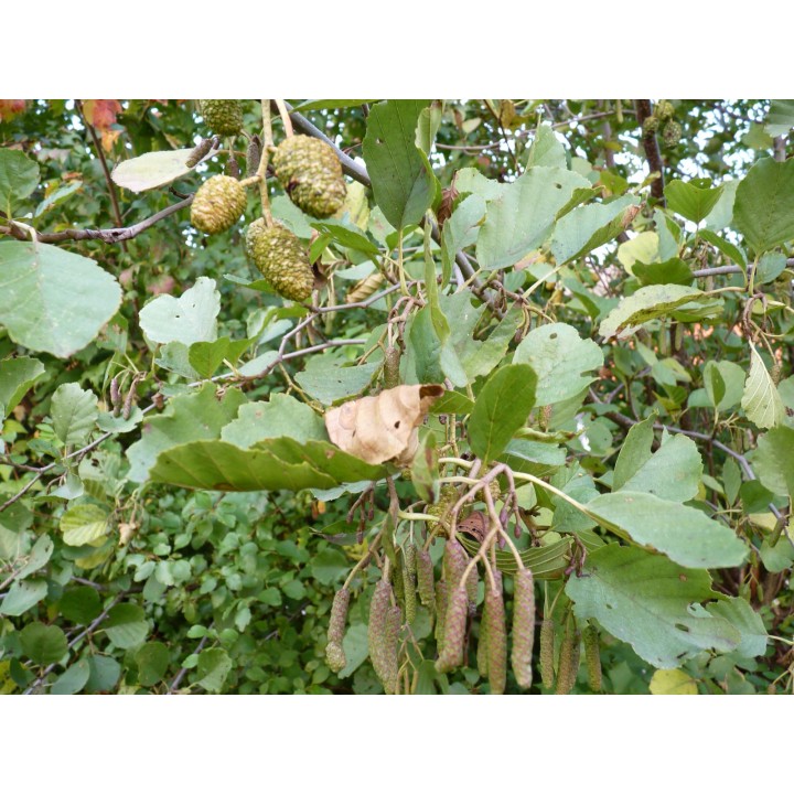 Wilder Wein 'Veitchii' 60–100 cm kaufen