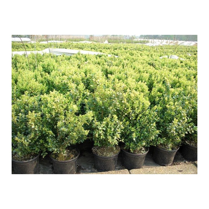 Buxus (Buchsbaum) im Container