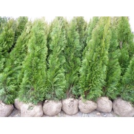 Thuja smaragd - Lebensbaum smaragd