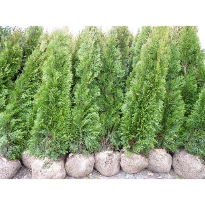 Thuja smaragd - Lebensbaum smaragd