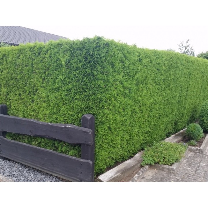Thuja smaragd - Lebensbaum smaragd