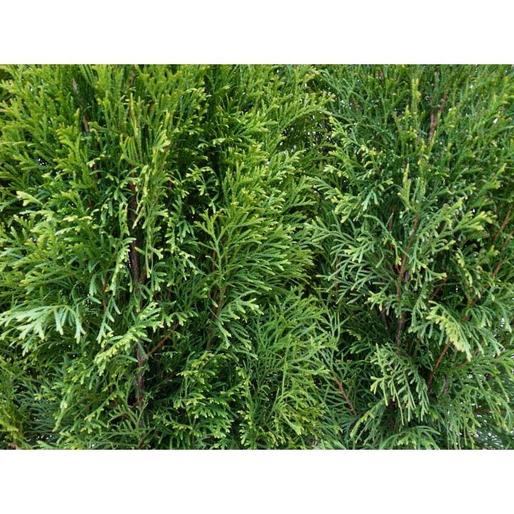 Thuja smaragd - Lebensbaum smaragd