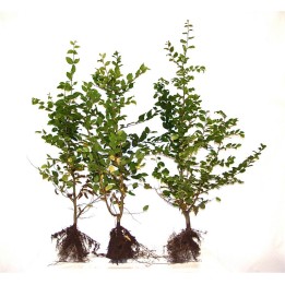 Carpinus Betulus - Hainbuchen wurzelnackt