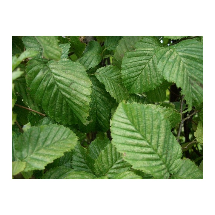Carpinus Betulus - Hainbuchen wurzelnackt