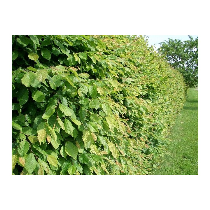 Carpinus Betulus - Hainbuchen wurzelnackt