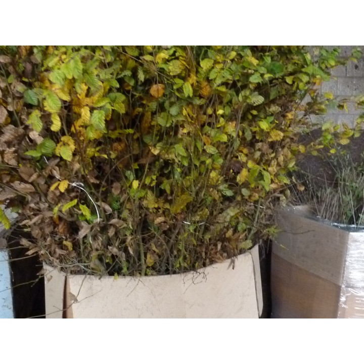 Carpinus Betulus - Hainbuchen wurzelnackt