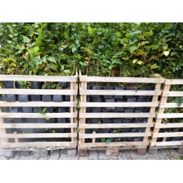 Carpinus Betulus - Hainbuchen im Container