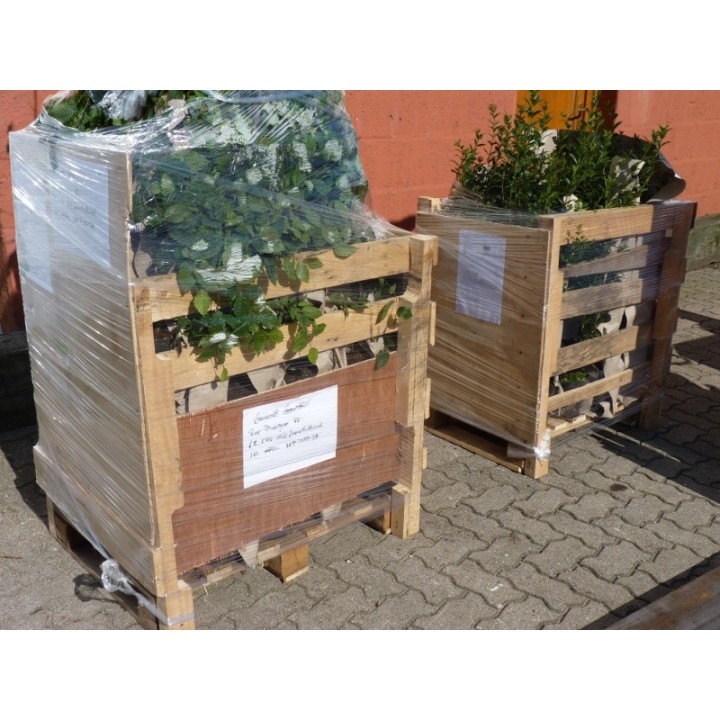 Carpinus Betulus - Hainbuchen im Container