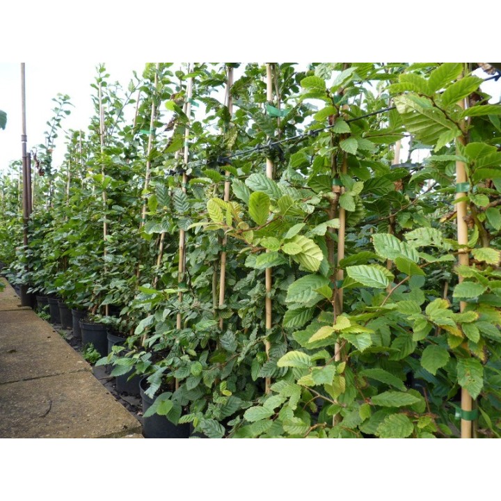 Carpinus Betulus - Hainbuchen im Container