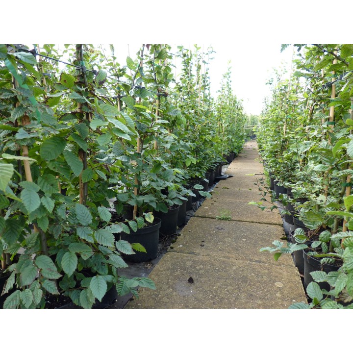 Carpinus Betulus - Hainbuchen im Container