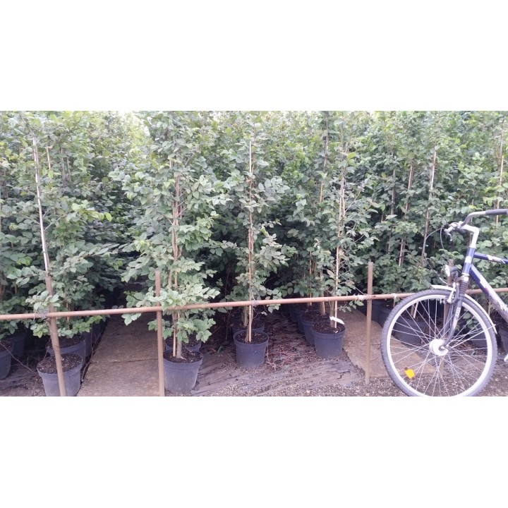 Carpinus Betulus - Hainbuchen im Container