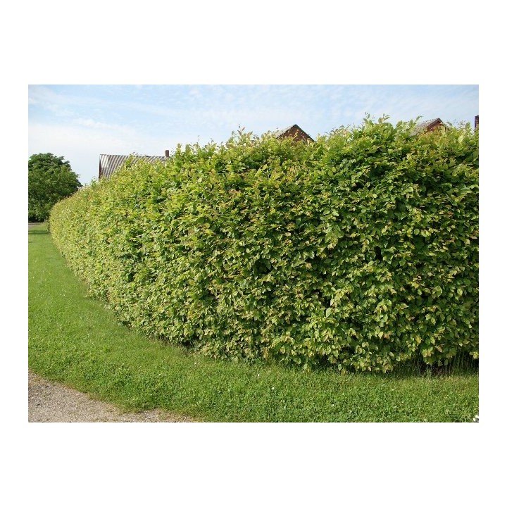 Carpinus Betulus - Hainbuchen im Container