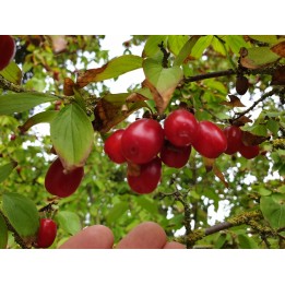 Cornus mas - Europäische Kornelkirsche