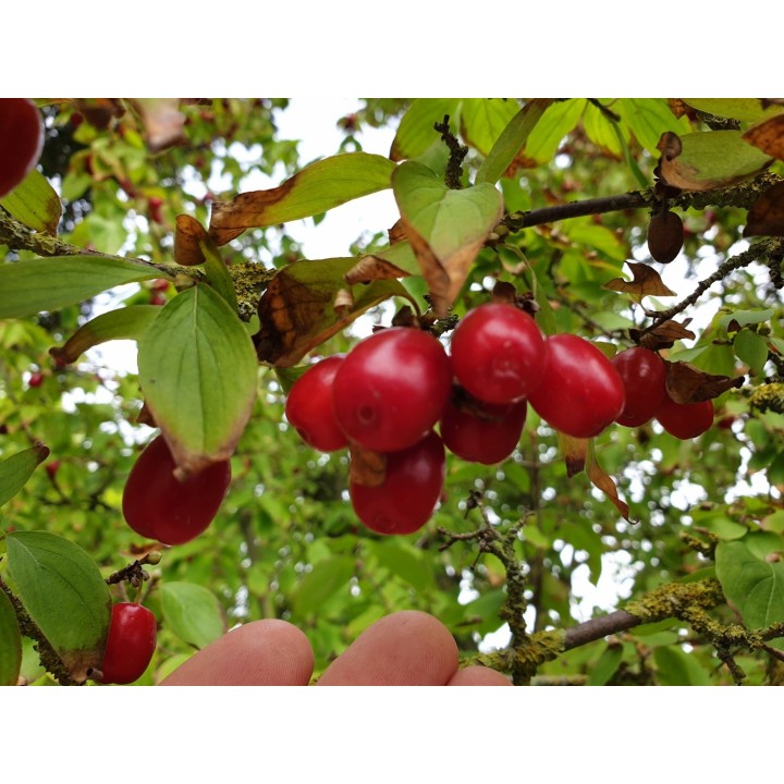 Cornus mas - Europäische Kornelkirsche