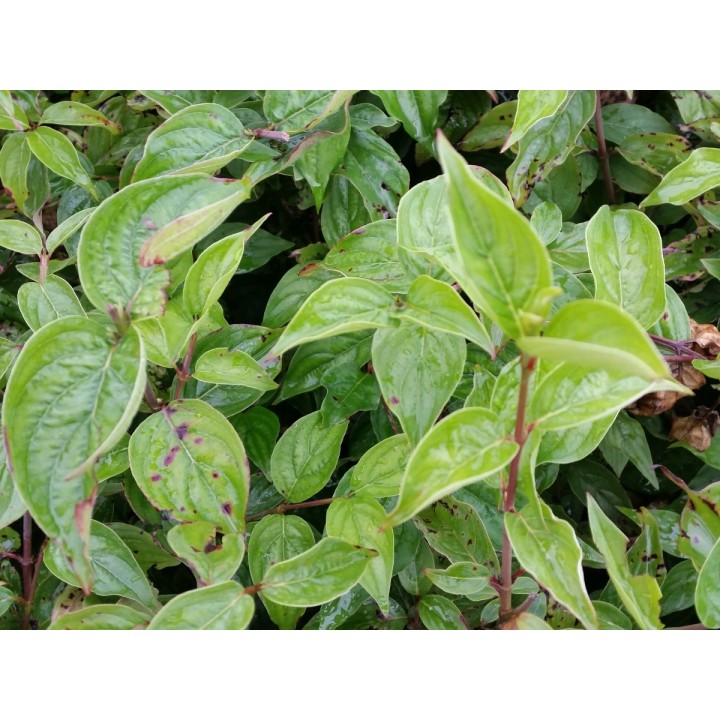 Cornus mas - Europäische Kornelkirsche