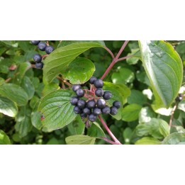 Roter Hartriegel im 1L Topf
