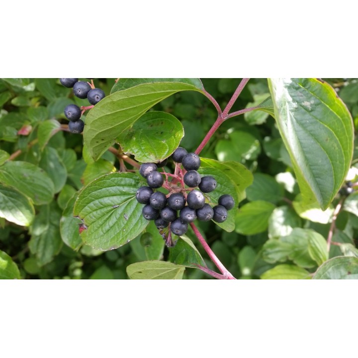 Roter Hartriegel im 1L Topf